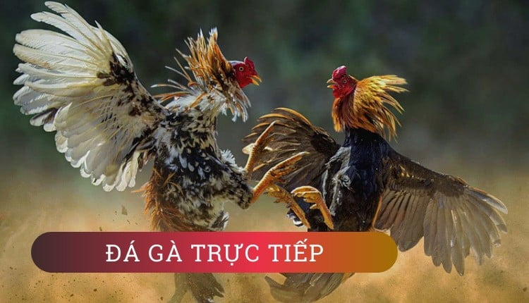 cach-thuc-choi-da-ga