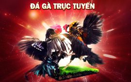 Luật chơi đá gà online, những lưu ý quan trọng