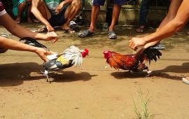Tổng hợp các kinh nghiệm nuôi gà đá (gà chọi)