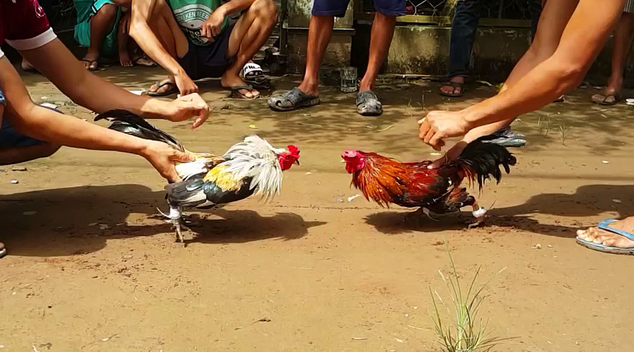 Tổng hợp các kinh nghiệm nuôi gà đá (gà chọi)