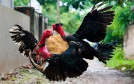 Cách nuôi gà chọi cung cấp trường đá gà