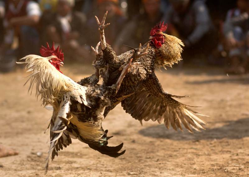 Cách coi ngày đá gà nắm trong tay trăm trận trăm thắng