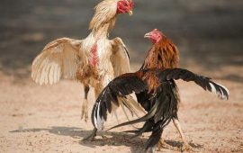 Đá gà miền Tây là gì? Top 3 luật chơi dành cho dân đá gà nên nắm