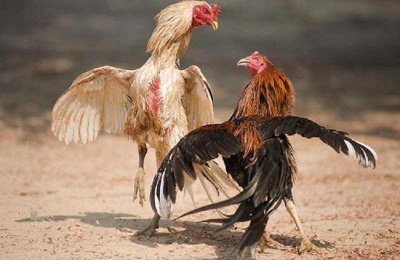 Khái quát về đá gà miền Tây là gì