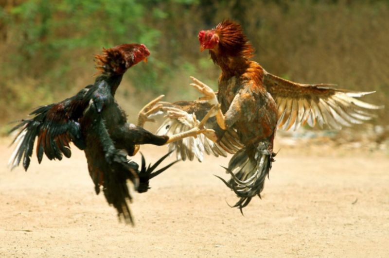 Mỗi giải đấu sẽ có những quy định về luật chơi rõ ràng