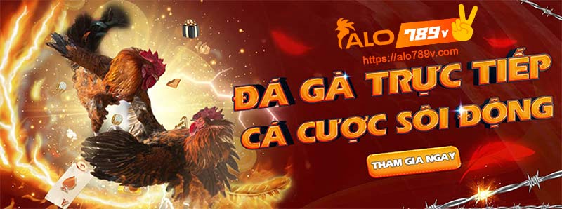 Đá gà trực tiếp cá cược sôi động Alo789