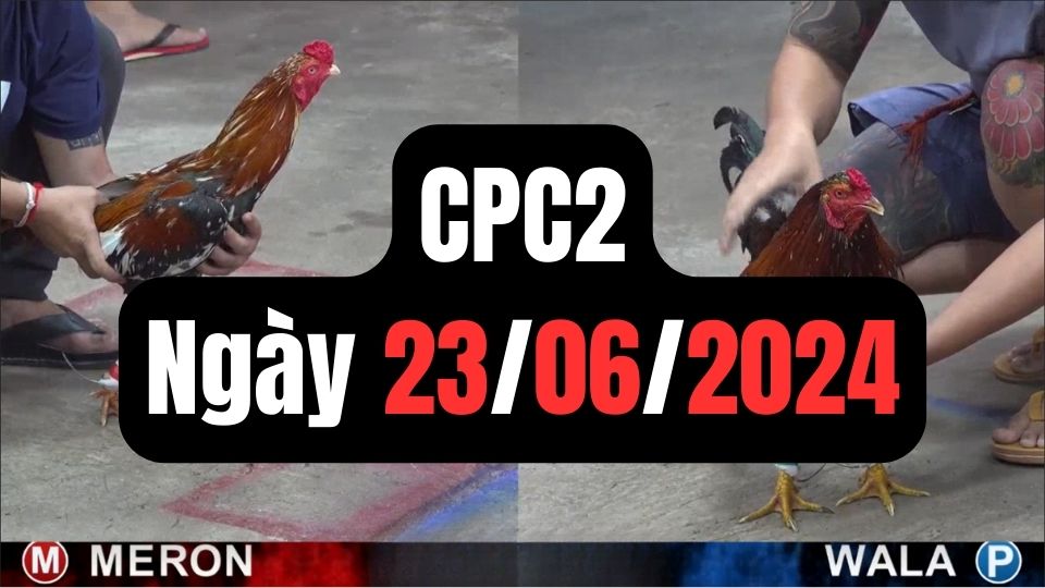 Đá gà thomo CPC2 23-06-2024