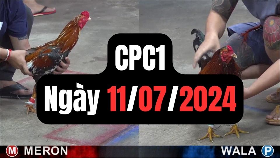 Đá gà thomo CPC1 11-07-2024