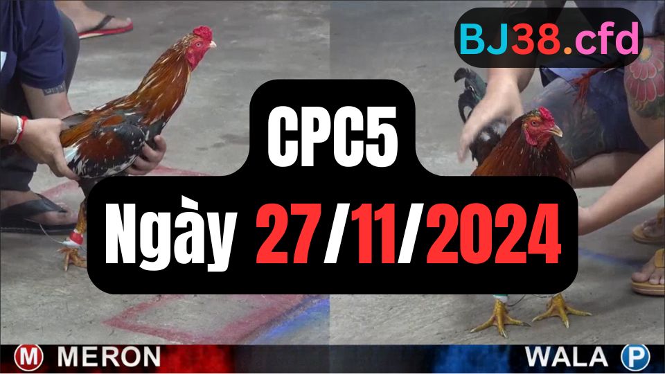 Đá gà thomo CPC5 27-11-2024