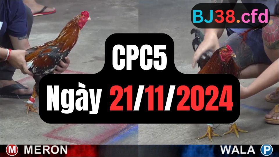 Đá gà thomo CPC5 21-11-2024